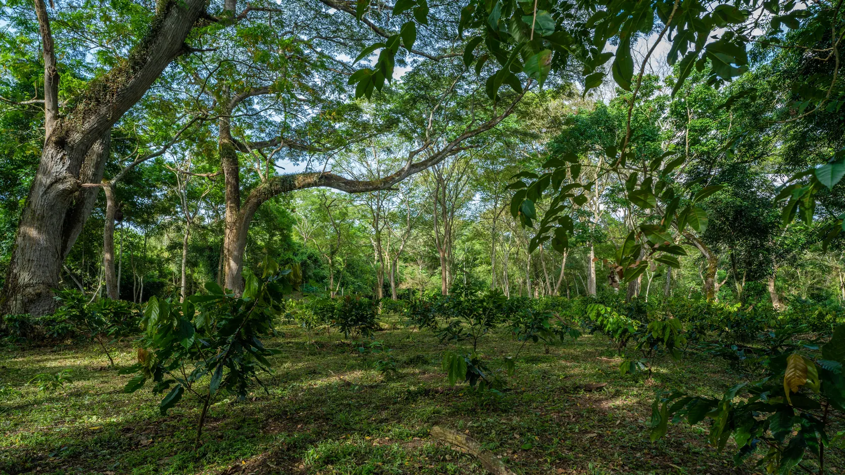 Árboles y plantas cultivadas en un paisaje agrícola fotografiado por SiembraCo
