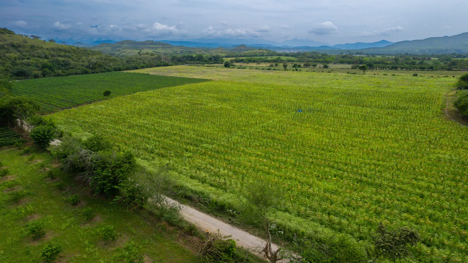 Vista aérea de un cultivo de SiembraCo y el paisaje que lo rodea