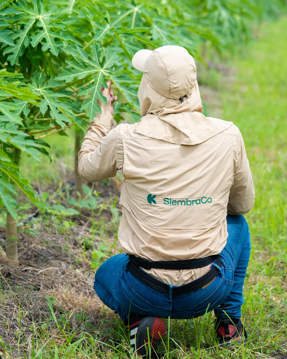 Integrante de SiembraCo observa las plantas durante una visita de campo