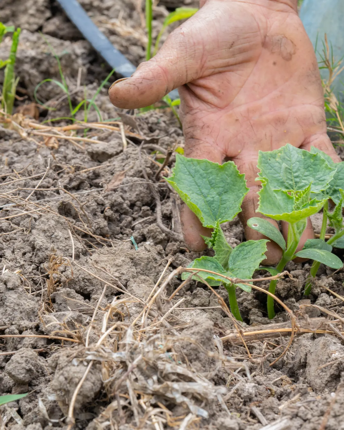 Mano de un agricultor junto a una planta joven en el campo