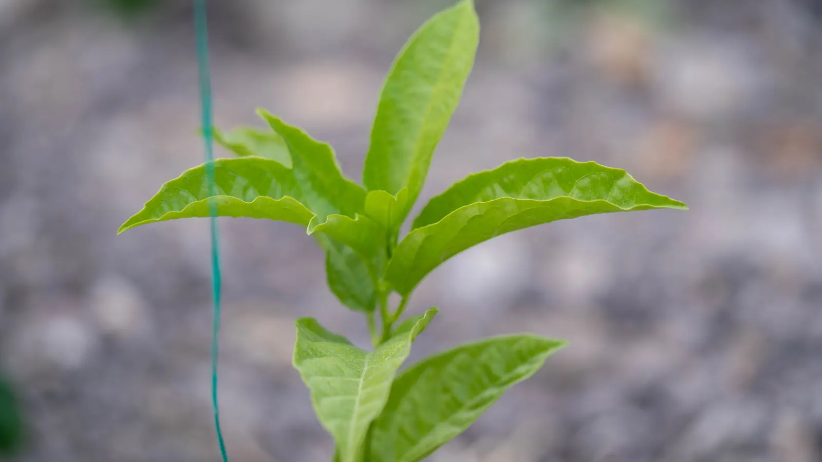 Planta joven fotografiada en un cultivo de SiembraCo