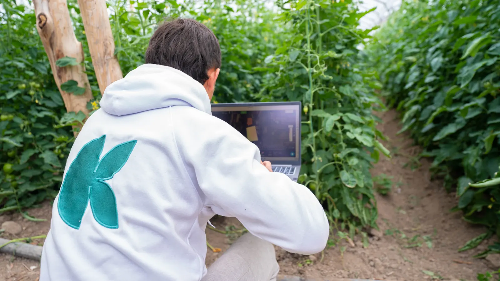 Integrante de SiembraCo revisa información en un cultivo bajo cubierta
